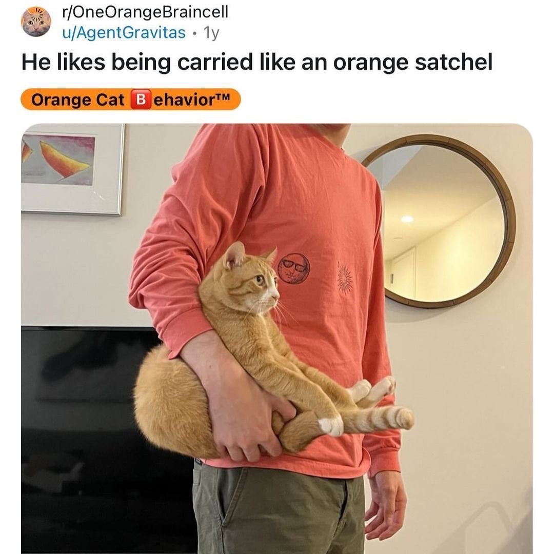 u/AgentGravitas He likes being carried like an orange satchel Cat я 4