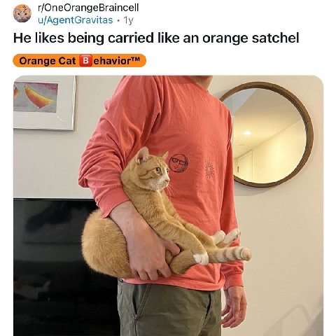 u/AgentGravitas He likes being carried like an orange satchel Cat я 4