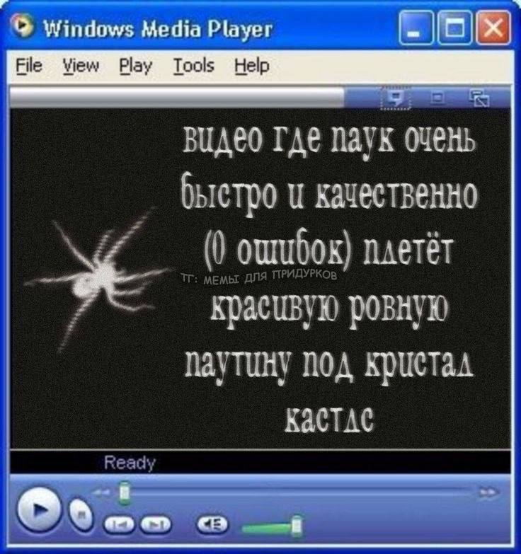 Windows Media Player File View Play Tools Help Видео где паук очень быстро и качественно we 7 ровную паутину под KACTAC