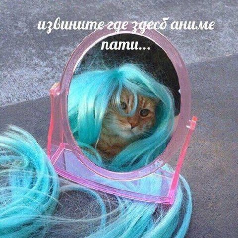 извините: аниме 4 8.