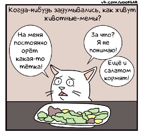 vk.com/WoostAR Koega-Hudygb как KUBym На меня За что? ПОСТОЯННО Я не понимаю! орёт какая-то Емёч салатом кормят!