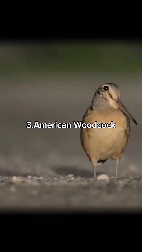 3.American Woodcocky)