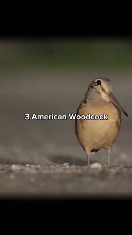 3.American Woodcocky)