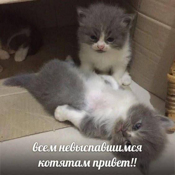 a (сем нейяспавишмся котятам npuGem!!
