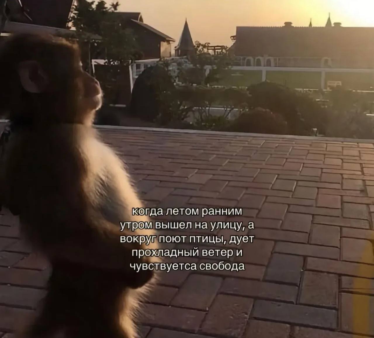когда летом ранним утром вышел на улицу, а вокруг поют птицы, дует прохладный ветер и чувствуетса свобода