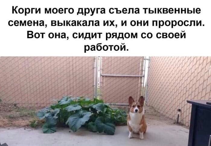 Корги моего друга съела тыквенные семена, выкакала и они проросли. Вот она, сидит рядом своей работой. 3