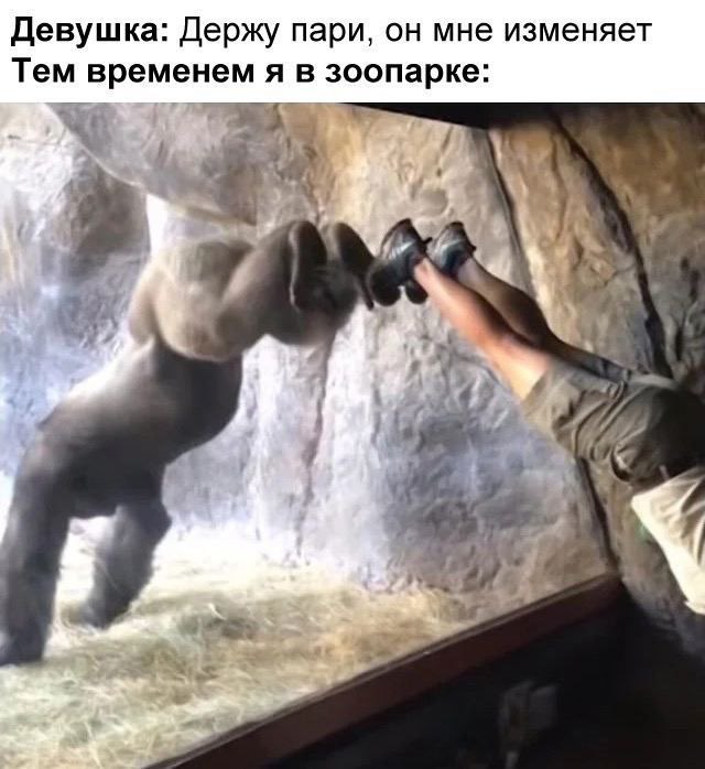 Девушка: Держу пари, он мне изменяет Тем временем я в зоопарке: у 4