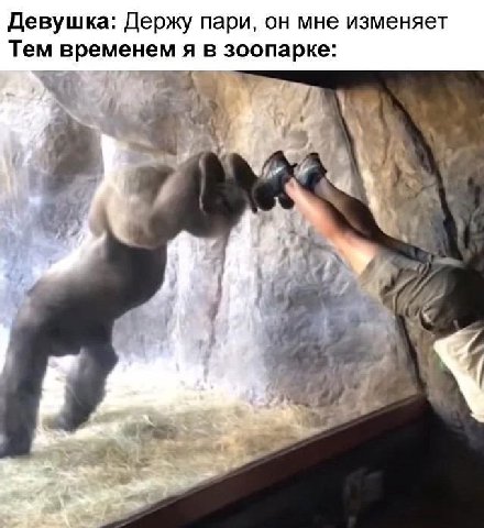Девушка: Держу пари, он мне изменяет Тем временем я в зоопарке: у 4