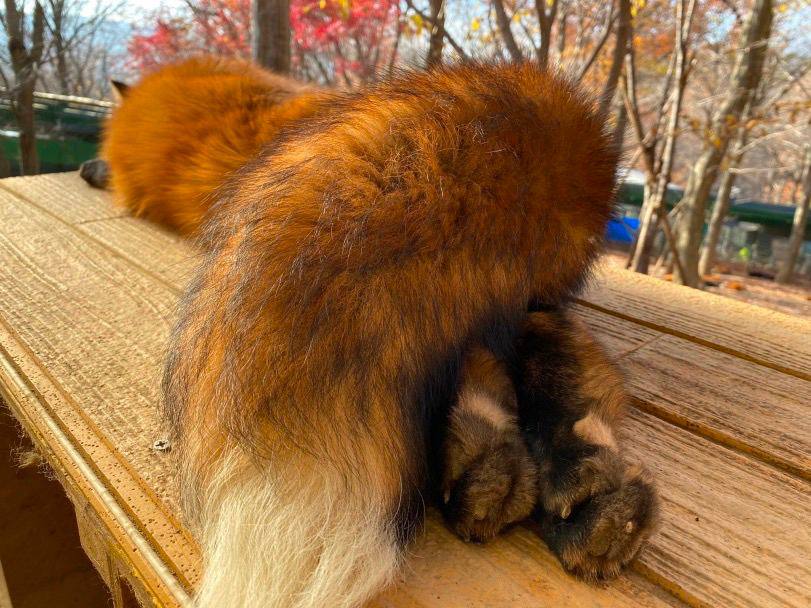 А я 4 A ang 4 a Shy 4 Yeu Я у 7 ASSN у SSS Я к
