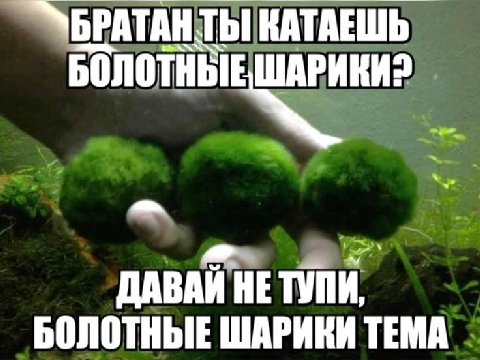 было. катала.