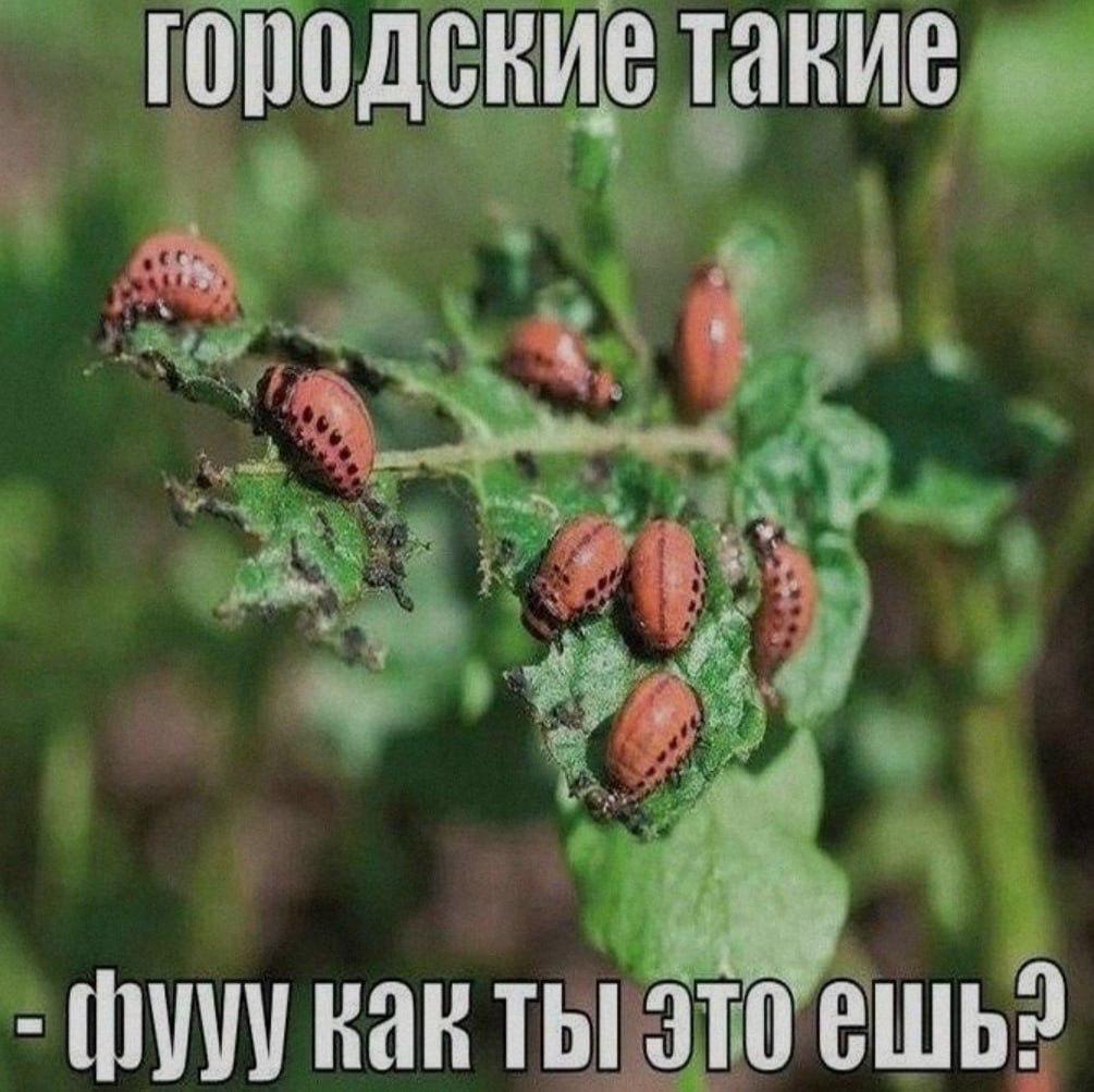 городские такие KAR ты это ешь?