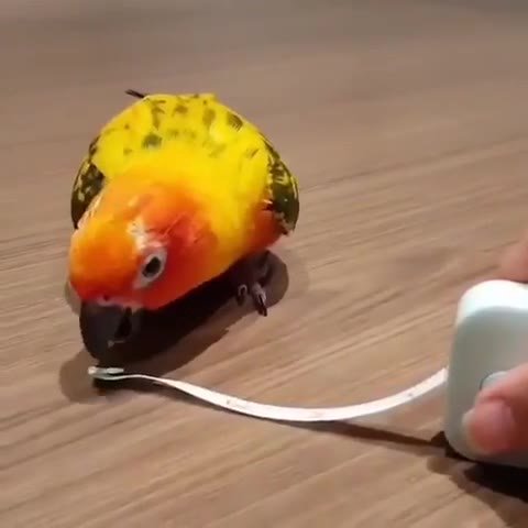 мем