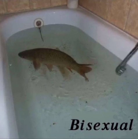 Bisexual