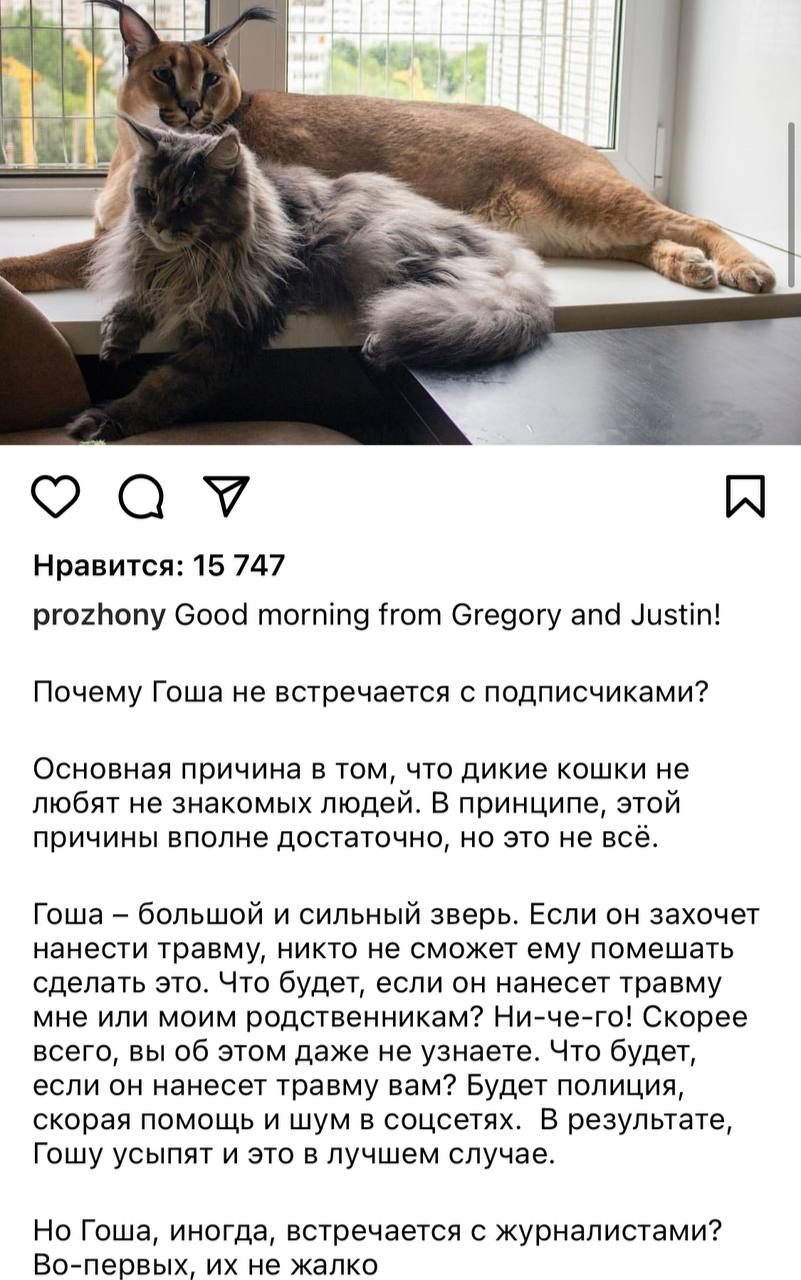 а 5 Нравится: 15 747 prozhony Good morning from Gregory and Justin! Почему Гоша не встречается с подписчиками? Основная причина в том, что дикие кошки не любят не знакомых людей. В принципе, этой прич