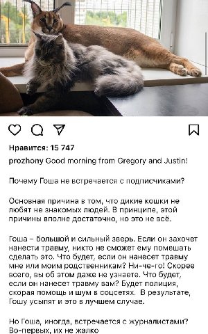 а 5 Нравится: 15 747 prozhony Good morning from Gregory and Justin! Почему Гоша не встречается с подписчиками? Основная причина в том, что дикие кошки не любят не знакомых людей. В принципе, этой прич