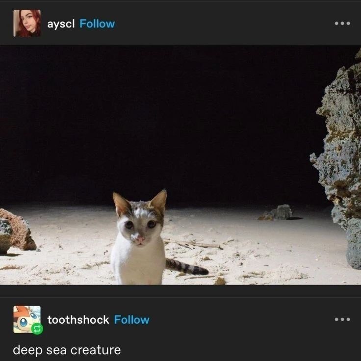 [5 ayscl Follow toothshock Follow deep sea creature
