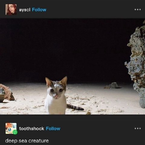 [5 ayscl Follow toothshock Follow deep sea creature