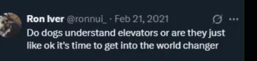 Воп dogs understand elevators or are they just like it's time to get into the world changer