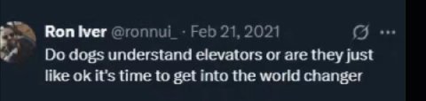 Воп dogs understand elevators or are they just like it's time to get into the world changer