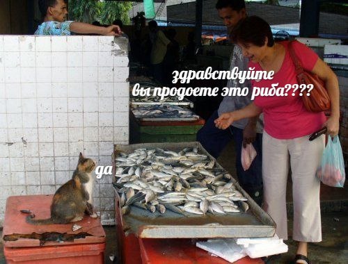 авствуйте это риба????