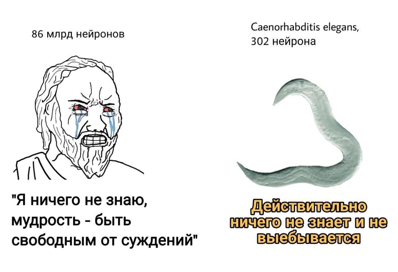 86 млрд нейронов Caenorhabditis elegans, 302 нейрона Я ничего не знаю, мудрость быть не свободным от суждений" выебывается