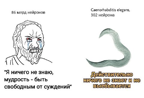 86 млрд нейронов Caenorhabditis elegans, 302 нейрона Я ничего не знаю, мудрость быть не свободным от суждений" выебывается