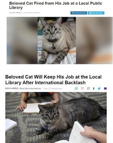 Не смейте увольнять котиков.