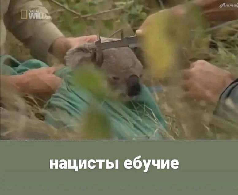 нацисты ебучие