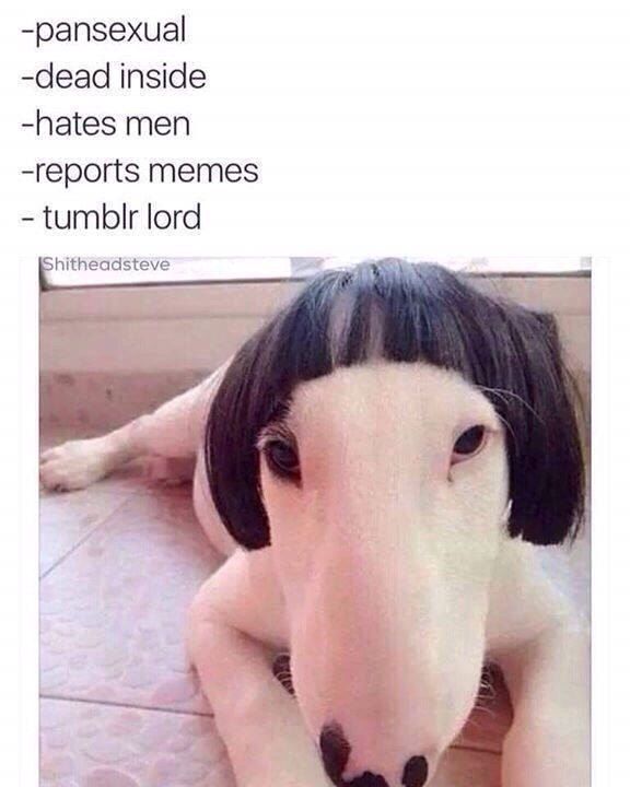 -pansexual -dead inside -hates men -reports memes tumblr lord Shitheadsteve