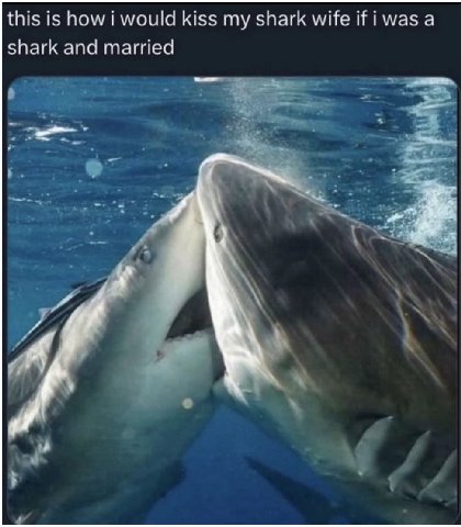 this is how i would kiss my shark wife was а shark and married