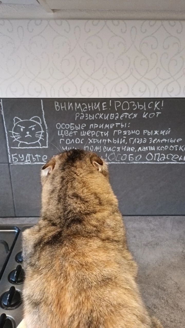 РОЗЫ Разыскивается ЦВет ГРязно Зеленые DAS Buca Чие, лапы К 153 4 ifs
