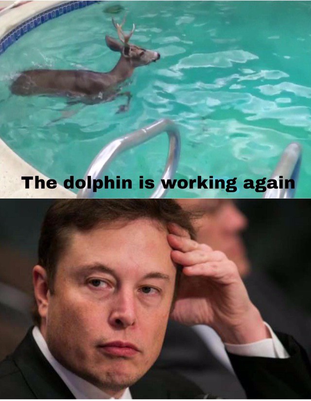 The dolphin is agai