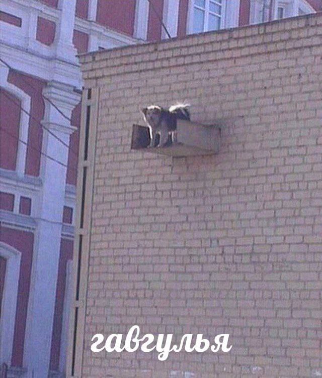 i габгулья,
