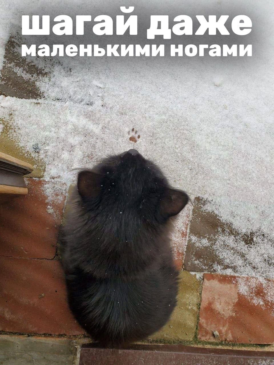 шагай даже маленькими ногами a i