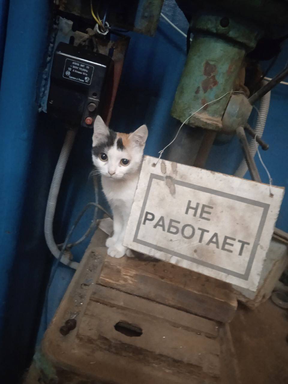 НЕ TAE