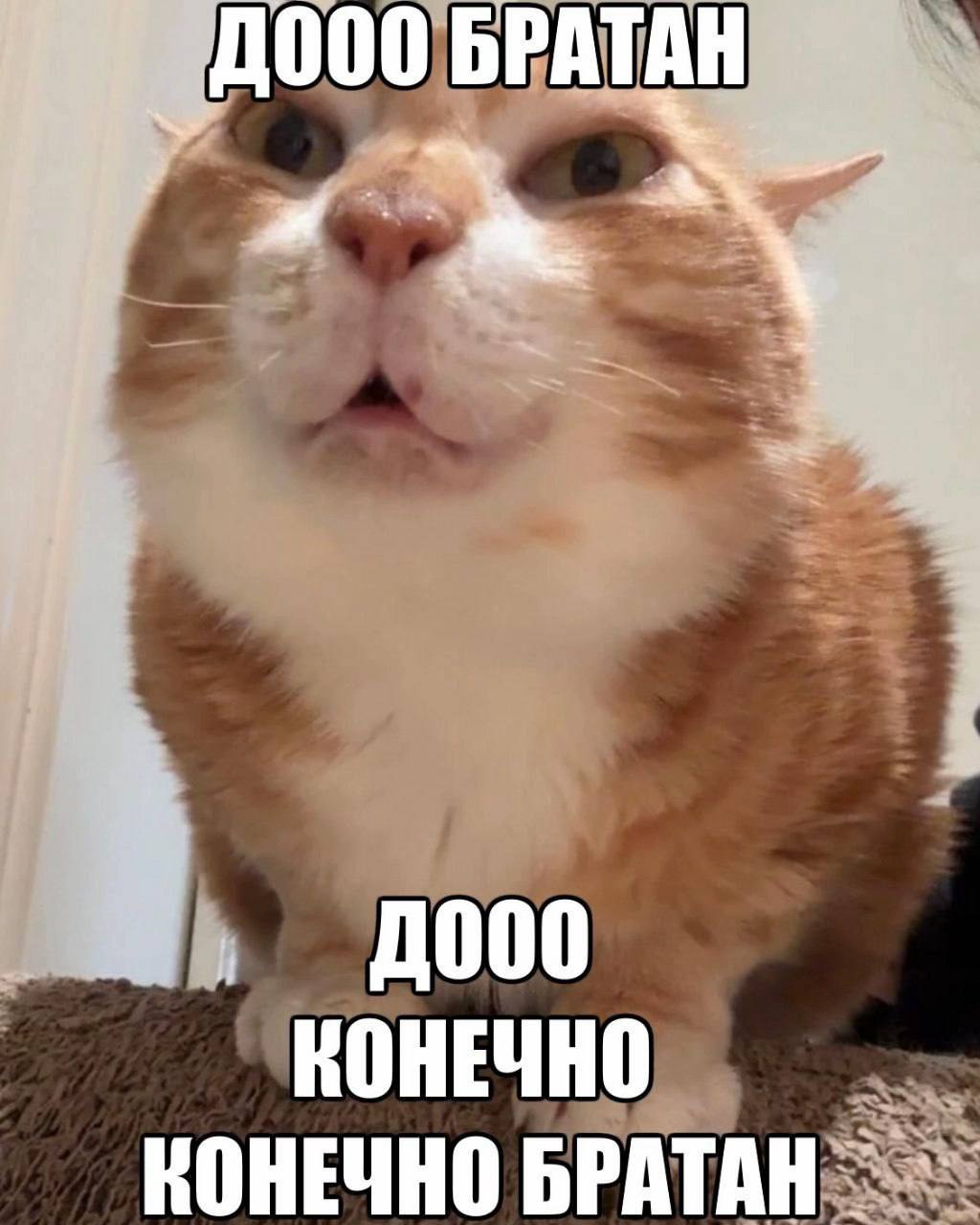 000 БРАТАН КОНЕЧНО КОНЕЧНО БРАТАН