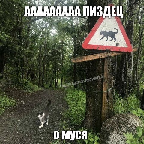 этой весной меня радует только сигарета с кофе с утра и мемы про мусю