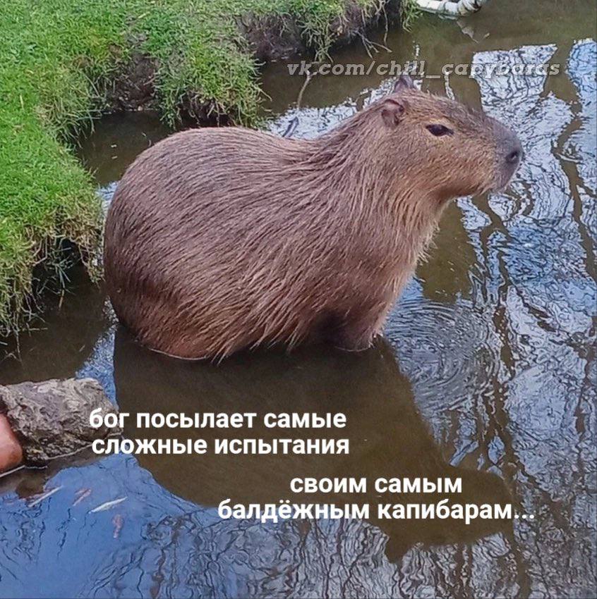бог посылает самые сложные испытания своим самым балдёжным капибарам...