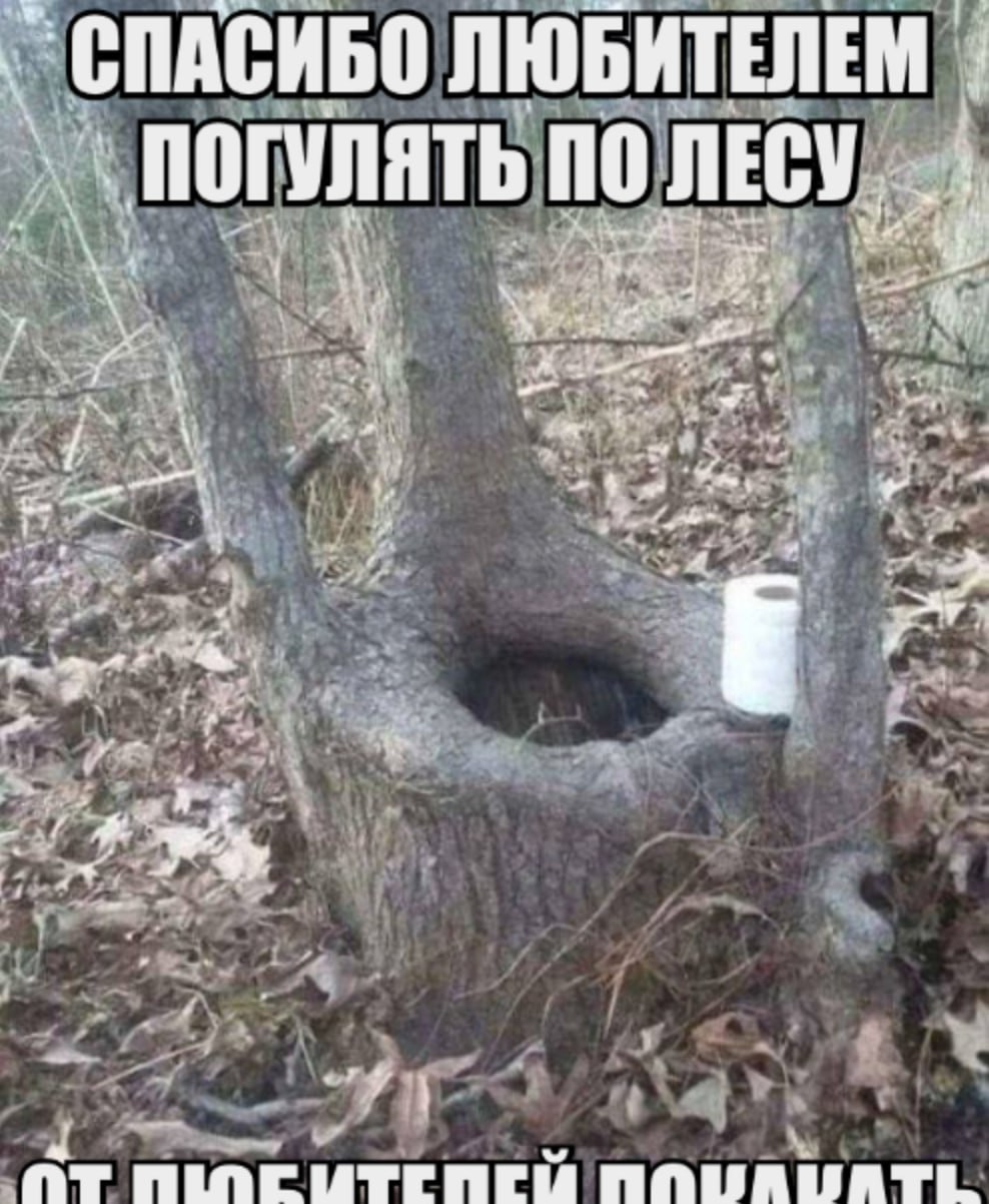 СПАСИБО ЛЮБИТЕЛЕМ ПОГУЛЯТЬ ПО ЛЕСУ. get и В a