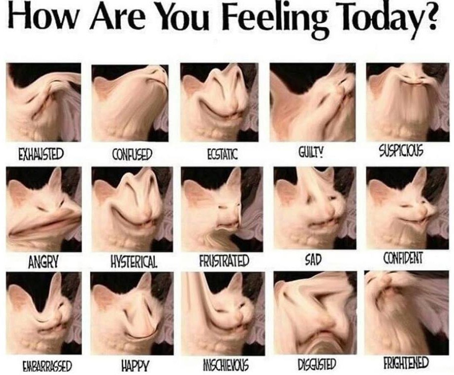 Ном/ Are You Feeling Today? CONFUSED ECSTATIC ANGRY HYSTERICAL