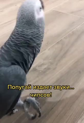 Попугай издает звуки... Попупайиздаелзвукиы Попугай издаезвуки = р