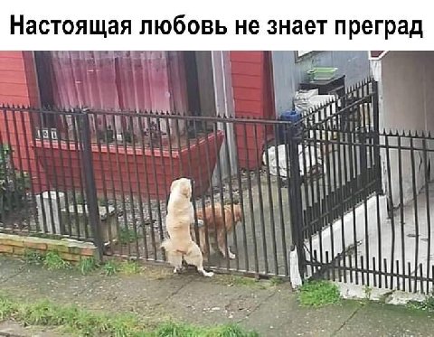 Настоящая любовь не знает преград