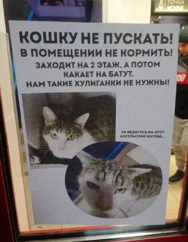 КОШКУ НЕ ПУСКАТЬ! В ПОМЕЩЕНИИ НЕ КОРМИТЬ! ЗАХОДИТ НА 2 ЭТАЖ, А ПОТОМ КАКАЕТ НА БАТУТ. НАМ ТАКИЕ ХУЛИГАНКИ НЕ НУЖНЫ! АНГЕЛЬСКИЙ ВЗГЛЯД... НЕ ВЕДИТЕСЬ НА ЭТОТ