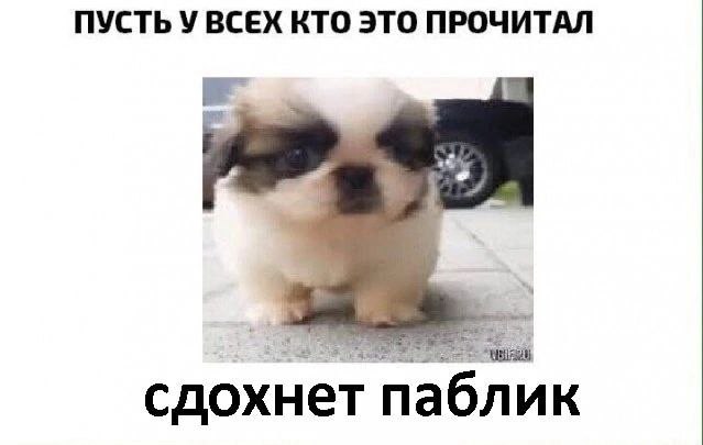 ПУСТЬ У ВСЕХ КТО ЭТО ПРОЧИТАЛ сдохнет паблик