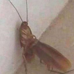 whe О