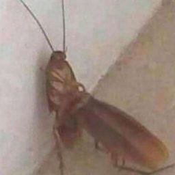 whe О