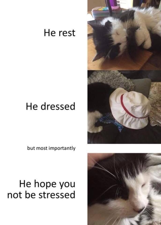 Не rest и Не dressed but most importantly He hope you not be stressed