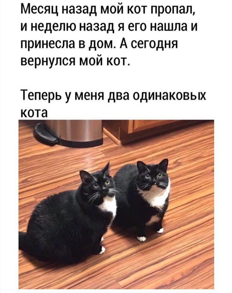 Месяц назад мой кот пропал, и неделю назад я его нашла и принесла в дом. А сегодня вернулся мой кот. Теперь у меня два одинаковых кота