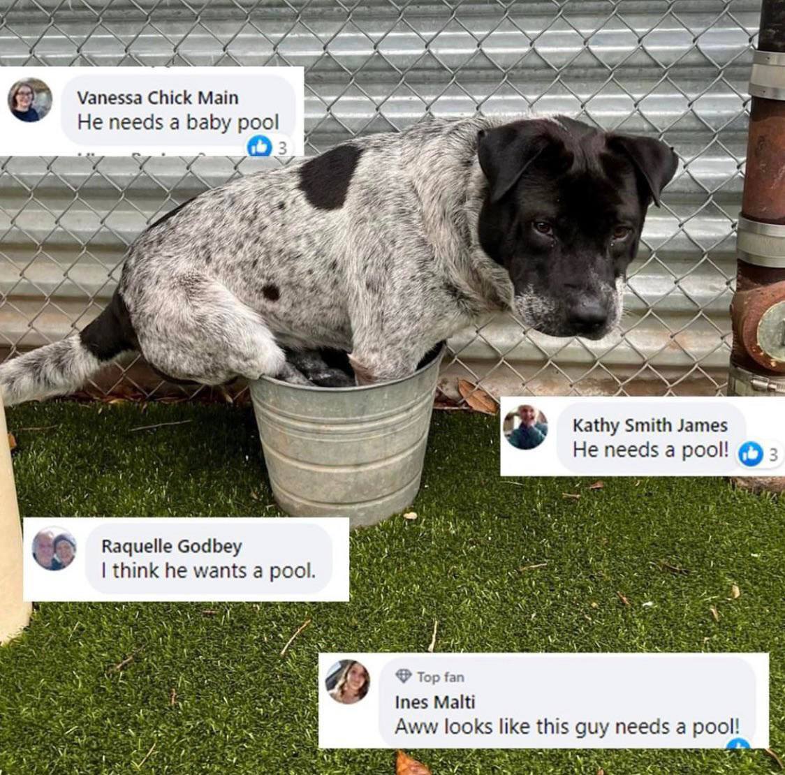 Vanessa Chick Мат Не needs а baby pool FSB: Res Kathy Smith James Не needs a pool! 3 Raquelle Godbey think he wants a pool. 2 Top tan Ines Malti Aww looks like this guy needs а pool!