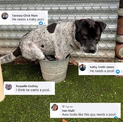 Vanessa Chick Мат Не needs а baby pool FSB: Res Kathy Smith James Не needs a pool! 3 Raquelle Godbey think he wants a pool. 2 Top tan Ines Malti Aww looks like this guy needs а pool!